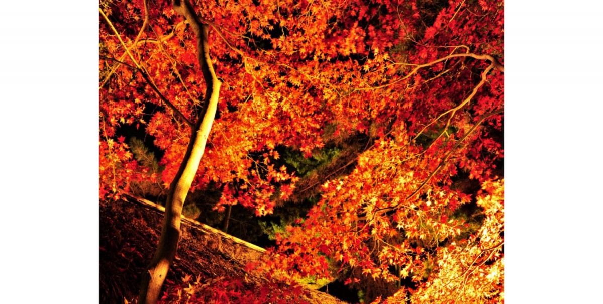 12年ぶりとなる紅葉のライトアップ。外苑と内苑のモミジや古建築を幽玄な光で照らし出し、昼間とまた違う紅葉の風景が楽しめます。