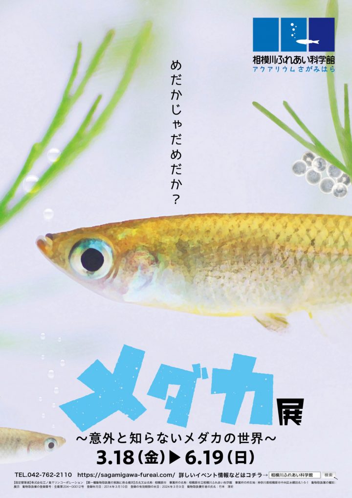 We will introduce Japanese medaka fish and their friends, and tell you about their ecology and charm.