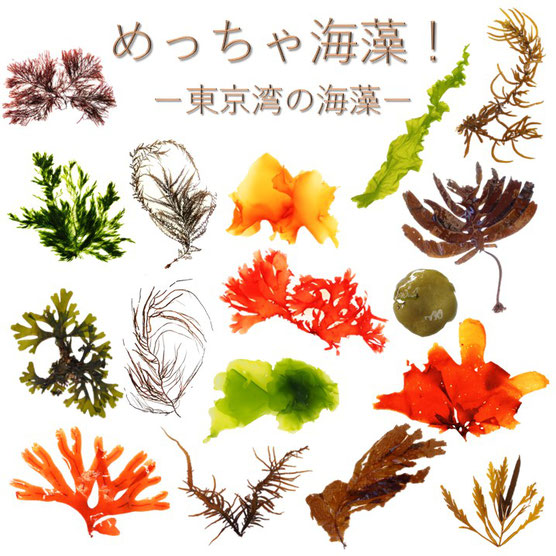 特別展示「めっちゃ海藻！」開催します！！