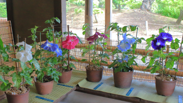 Morning Glory Exhibition: Seedlings given away by lottery