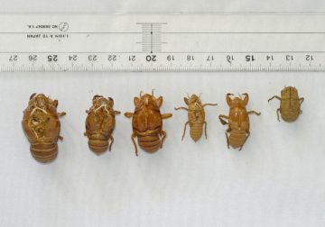 Cicada shell research: an introduction