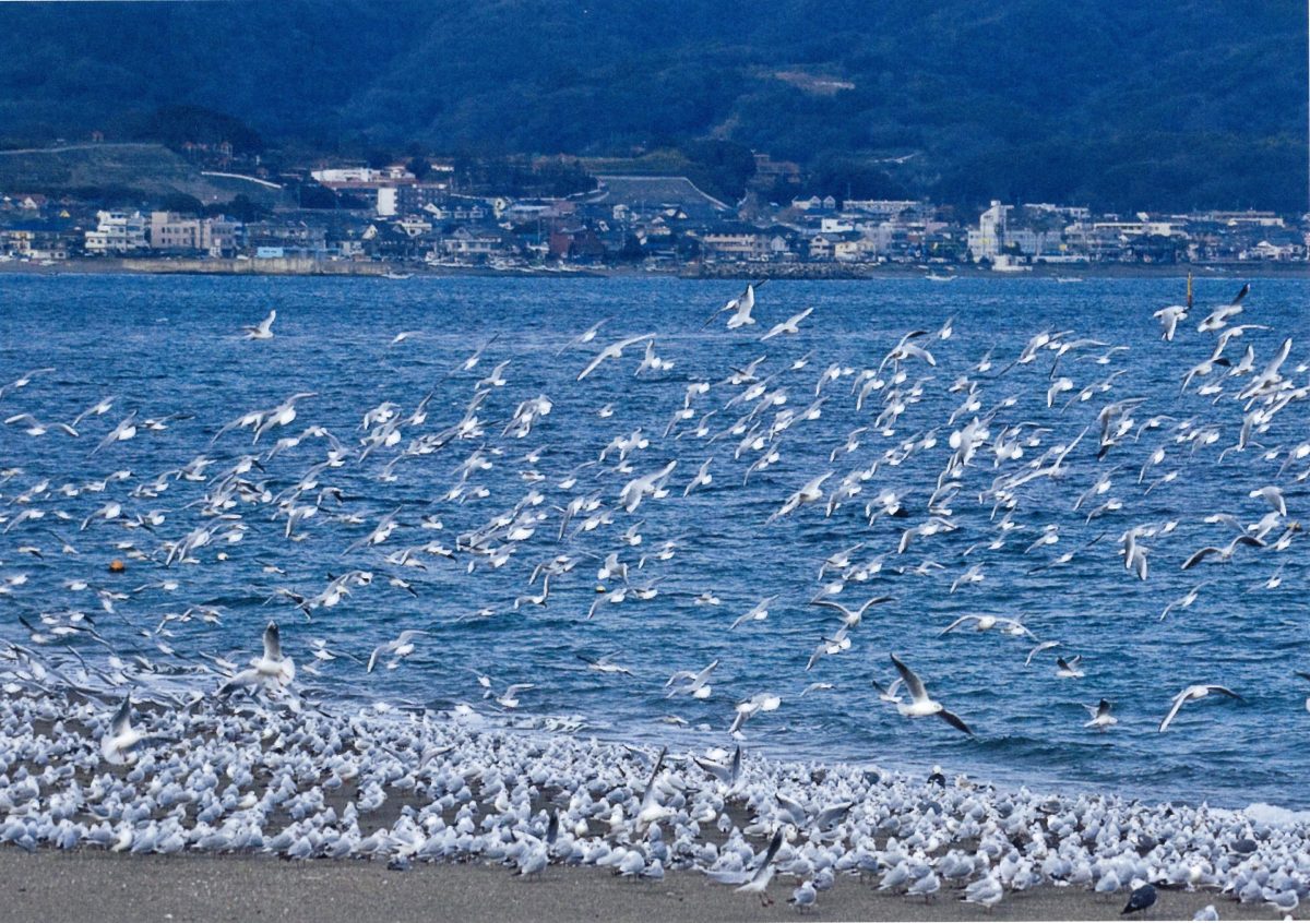 湘南のイベントをまるごと紹介！