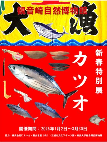 特別展示「かつお」 の画像