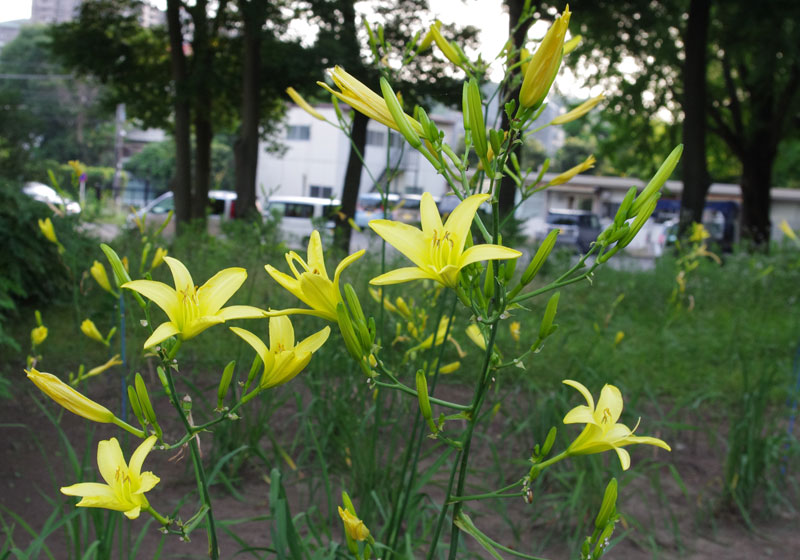 【事前申込制 抽選制】ユウスゲ植栽セレモニー