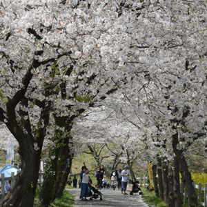 60th桜と羊のフェスティバル の画像