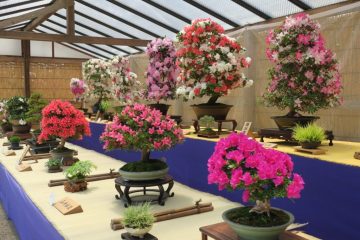 Image of Satsuki Bonsai Exhibition