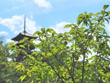 梅の特別イベント『梅づくし』 の画像