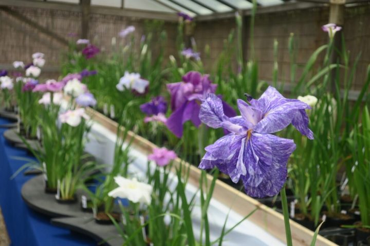 気軽に楽しむ 花しょうぶ展 の画像