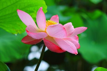 Image of "Early Morning Lotus Viewing Event" 2025