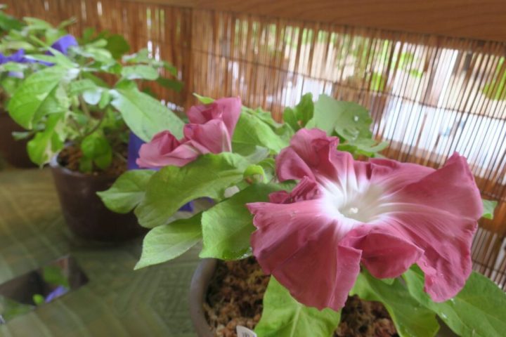 Image of Enjoy casually Morning Glory Exhibition