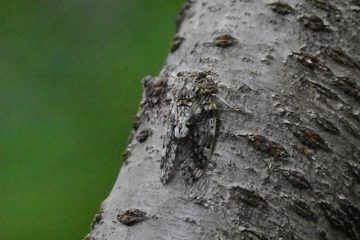 Image of 目指せセミとり名人