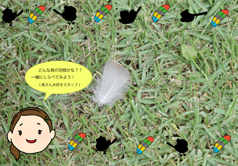 【事前予約制】鳥の羽根かんさつ会