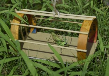 【事前申込制】バッタを作ろう の画像