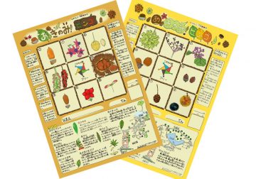 ビンゴとドングリ情報 の画像
