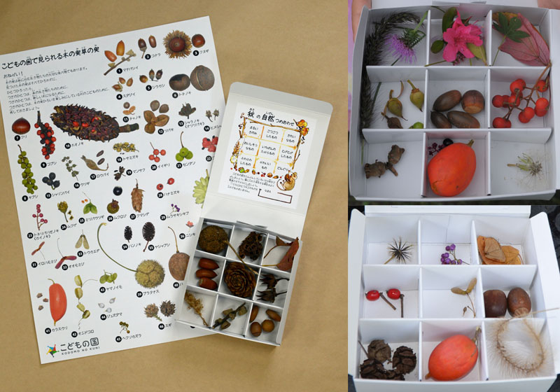 秋の自然つめあわせかんさつ会