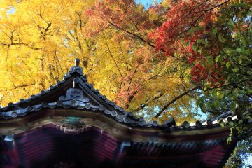 「紅葉の遊歩道開放」 の画像