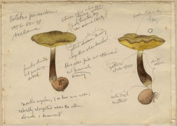 特別展覽 的圖片