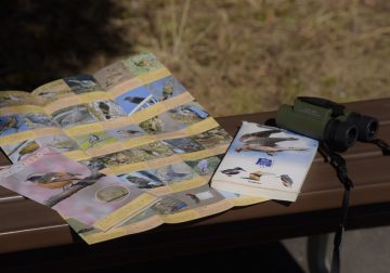 ちびっこ野鳥かんさつ会 の画像