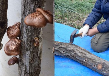 【需提前预约】种植香菇 的图片