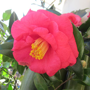 山茶花节 的图片