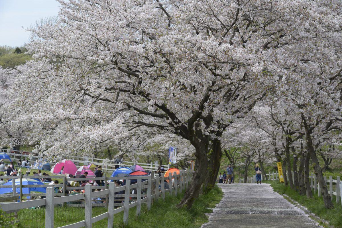 桜と羊のフェスティバル