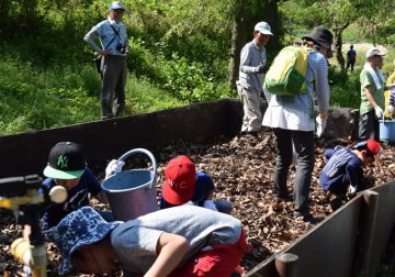 딱정벌레의 애벌레를 찾습니다.의 이미지