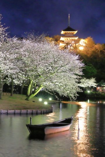 2026櫻花燈光秀 的圖片