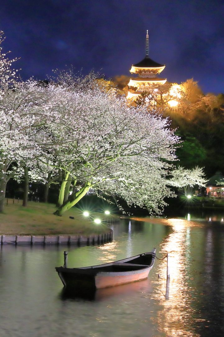 気軽に楽しむ 桜ライトアップ2026 の画像