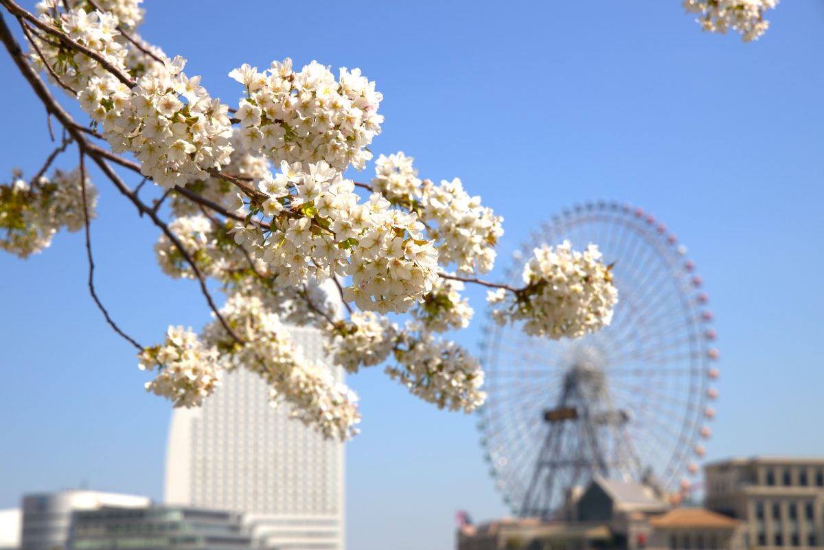 神奈川県　春のイベント情報