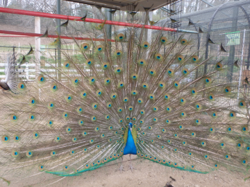 クジャクしらべる隊になろう！ の画像