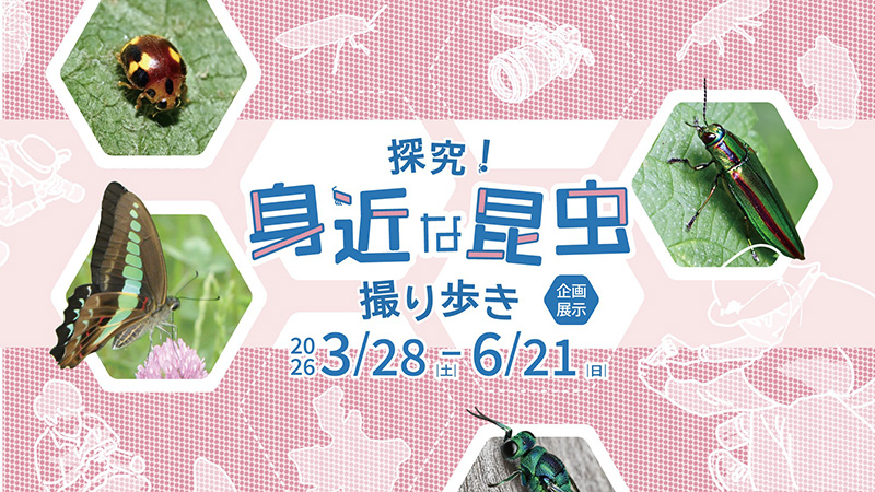 探究！ 身近な昆虫 撮り歩き