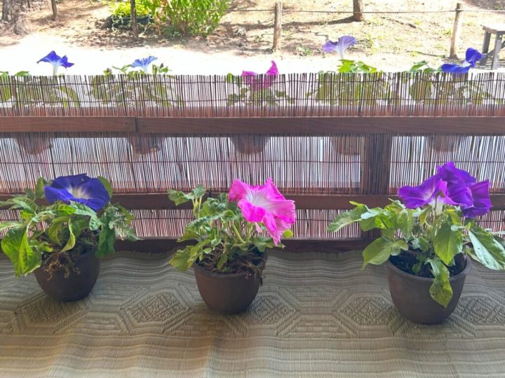 Image of Enjoy casually Morning Glory Exhibition