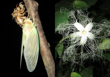 Image of Cicada emergence and snake gourd flower observation event