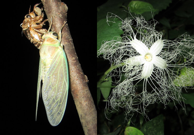 セミの羽化とカラスウリの花かんさつ会