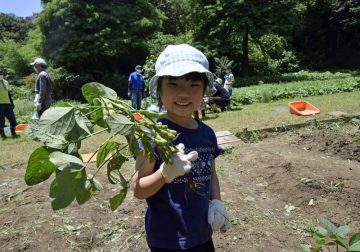 Image of [Advance registration required] Family edamame harvesting