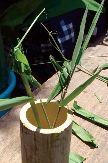 Image of Autumn Grasshopper Class